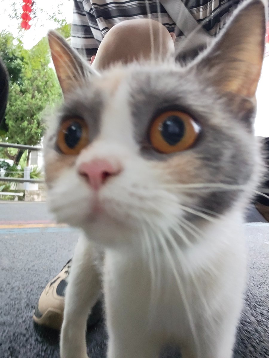 veniki6's tweet photo. 不怕人的修猫and给修猫拍点猫片 https://t.co/ZWUf10AT4M