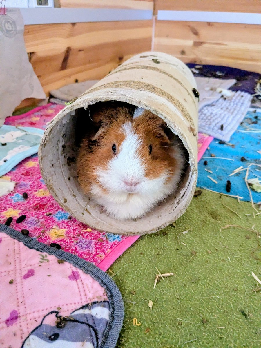 GordonSPunkt's tweet photo. "Du kannst dich selber wiegen!"
Hier verweigert sich gerade jemand https://t.co/dxv1WojWIZ