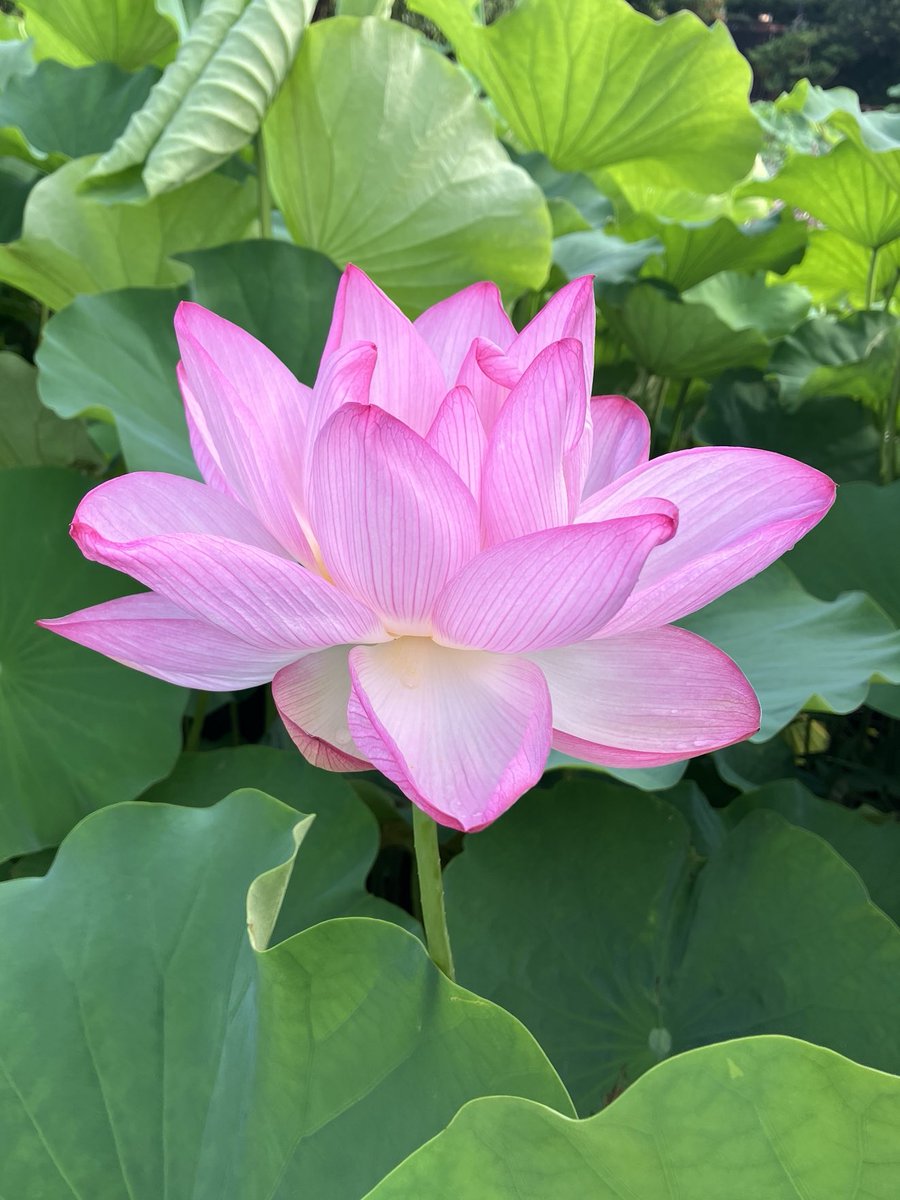 orpps_jp's tweet photo. リハビリも兼ねて地元旅
三溪園の早朝観蓮会に行ってきました

開門の7時過ぎで既に行列😵‍💫
遅咲きらしくまだ少ないものの、朝咲いたばかりの蓮の花は幻想的でとても綺麗

朝ごはんはこの期間限定の中華がゆを
優しい味わいが染み渡る☺️ https://t.co/es2WUe1JGj
