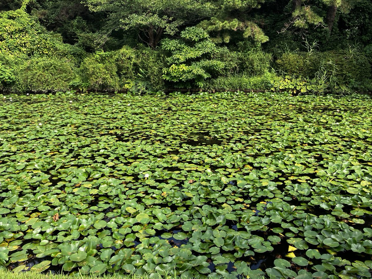 orpps_jp's tweet photo. リハビリも兼ねて地元旅
三溪園の早朝観蓮会に行ってきました

開門の7時過ぎで既に行列😵‍💫
遅咲きらしくまだ少ないものの、朝咲いたばかりの蓮の花は幻想的でとても綺麗

朝ごはんはこの期間限定の中華がゆを
優しい味わいが染み渡る☺️ https://t.co/es2WUe1JGj
