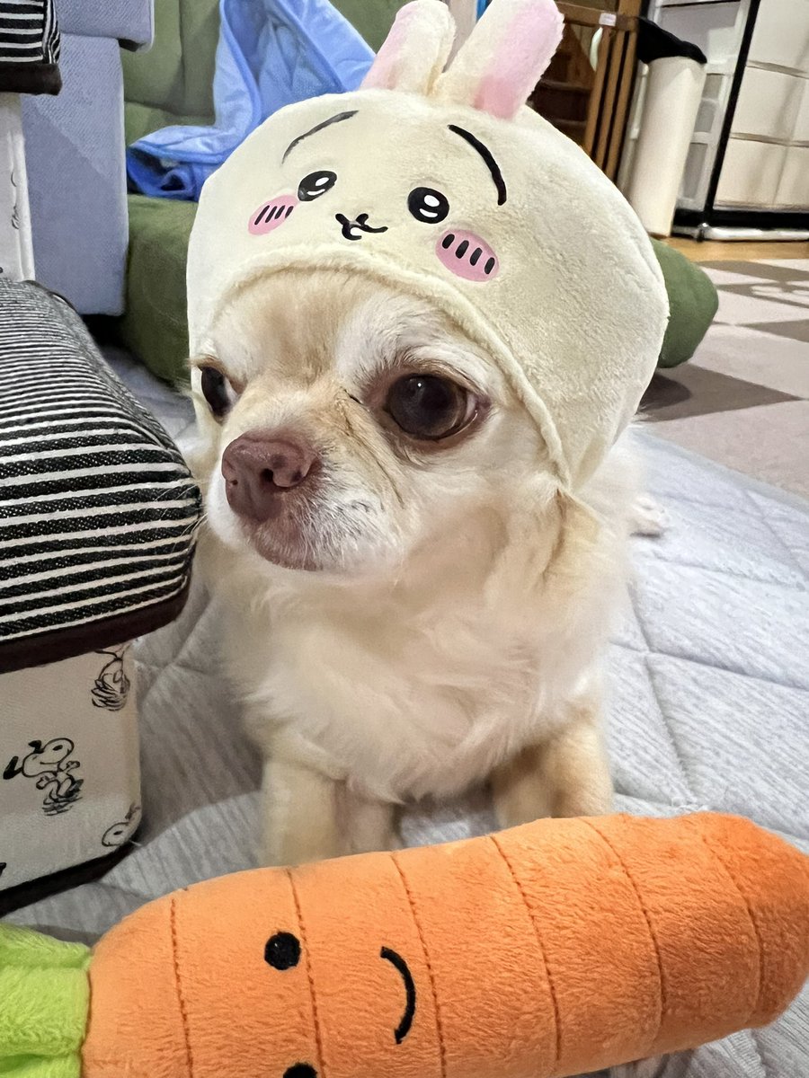 kaniuta3's tweet photo. うさぎとうさぎ🐶 https://t.co/I0jb6JHnlE