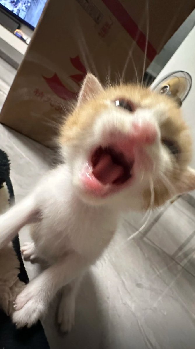 CatsFriends tweet media