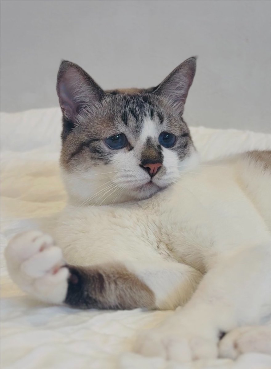 ぴえん猫ミント (@piennekomint) / Highlights / X