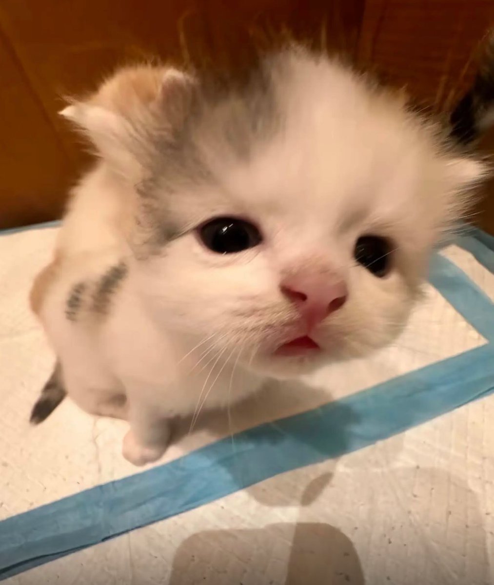 CatsFriends tweet media