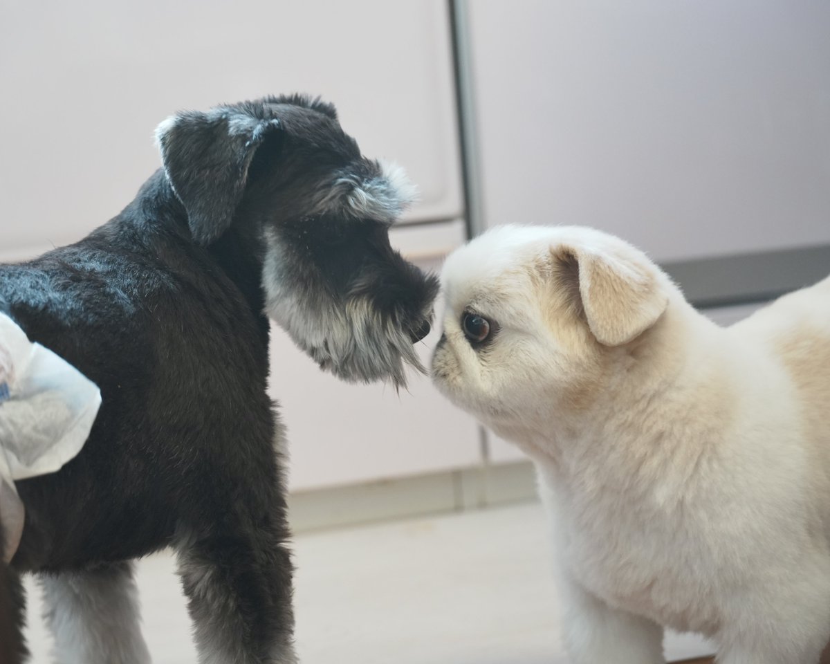 numbo_pekingese's tweet photo. 実家で夏休みを満喫するぬん坊
最近お迎えされた7ヶ月シュナちゃんと初対面 https://t.co/ShWxGBEJDx