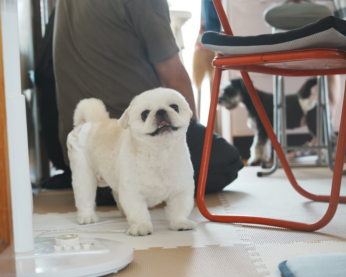 numbo_pekingese's tweet photo. 実家で夏休みを満喫するぬん坊
最近お迎えされた7ヶ月シュナちゃんと初対面 https://t.co/ShWxGBEJDx