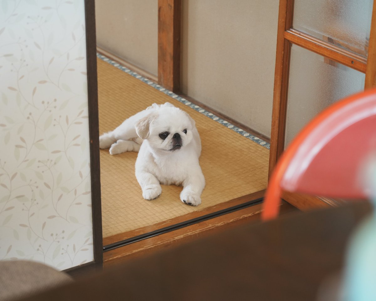 numbo_pekingese's tweet photo. 実家で夏休みを満喫するぬん坊
最近お迎えされた7ヶ月シュナちゃんと初対面 https://t.co/ShWxGBEJDx