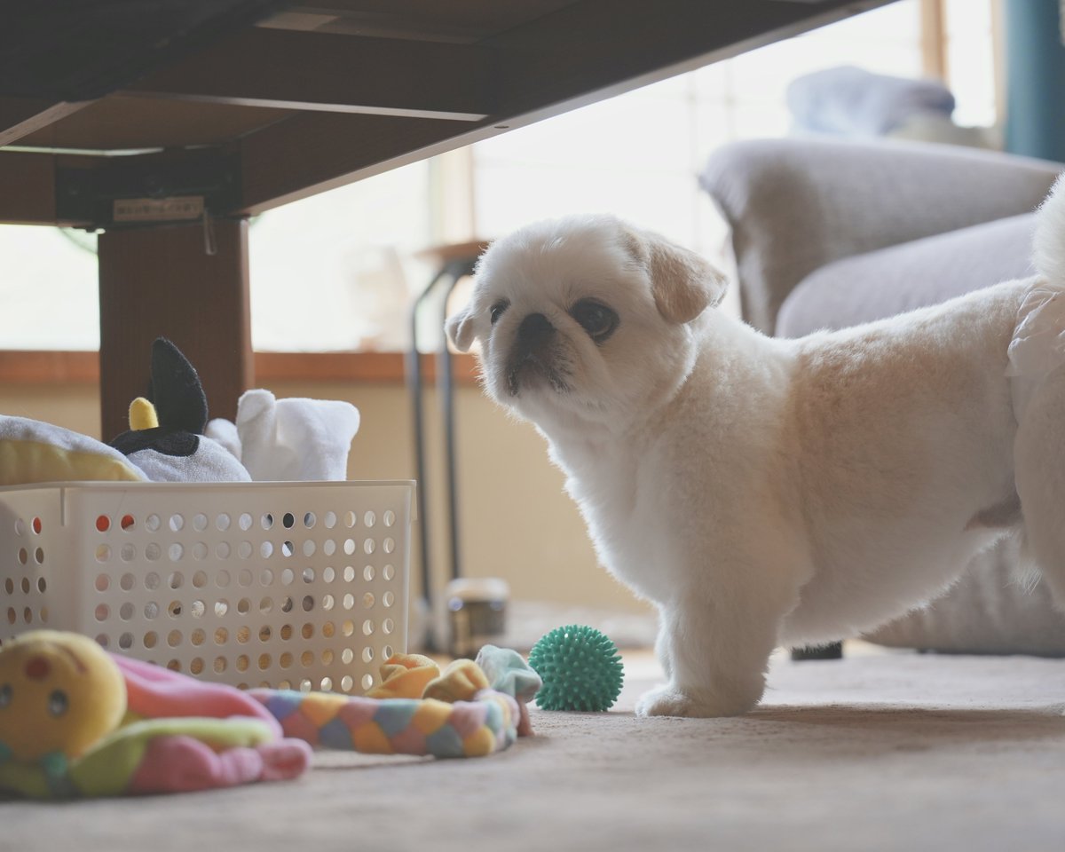 numbo_pekingese's tweet photo. 実家で夏休みを満喫するぬん坊
最近お迎えされた7ヶ月シュナちゃんと初対面 https://t.co/ShWxGBEJDx