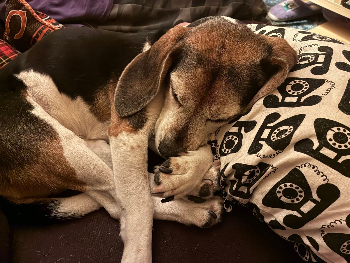 beaglefacts tweet picture