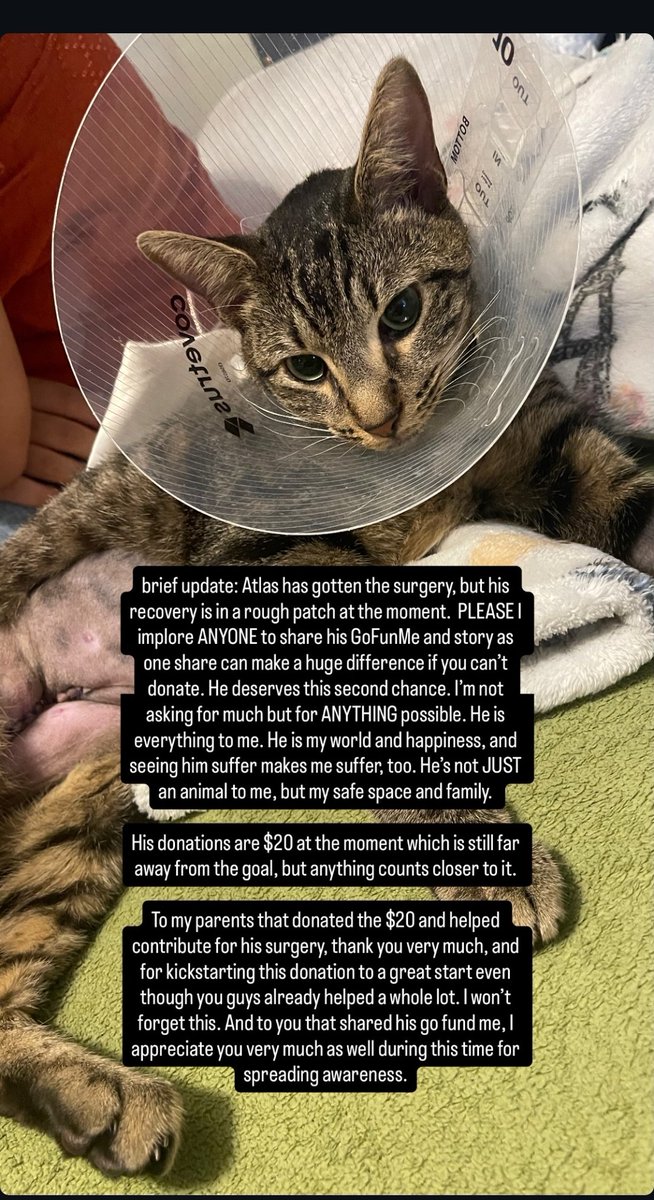 soloplayer_119's tweet photo. Atlas had a successful surgery. But he's still going through post-surgery ailments.
I implore anyone to domate, a penny to a dollar is valued❤️

https://t.co/SSnfQ5BjWf https://t.co/niC5N2EmOP