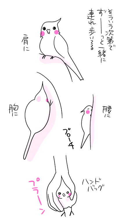dollchka's tweet photo. 基本鳥なので敏感でびゃ！って動くけど
たまにうっとりよく寝てるときにそっと置いていく
目が覚めるとすごい悲しくなるみたいで小さい声で悲しそうに呼ばれる……
インコよ……どこまで可愛いんじゃいｗ可愛いしかないｗ https://t.co/UUEC3KA8Pk