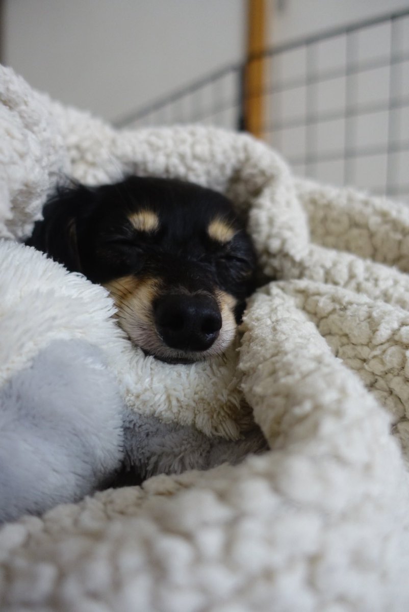 pompoco_chapi's tweet photo. これはうちのいぬ https://t.co/76GnAXiQ1u