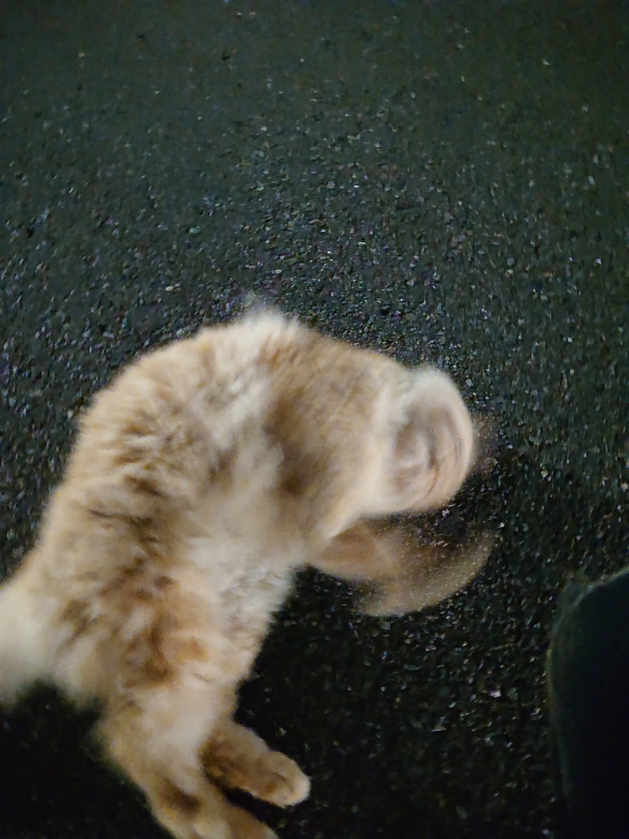 58_route's tweet photo. 静かな夜に徘徊✨️
猫と仲良くなった🐱 https://t.co/1xCg0B2pda