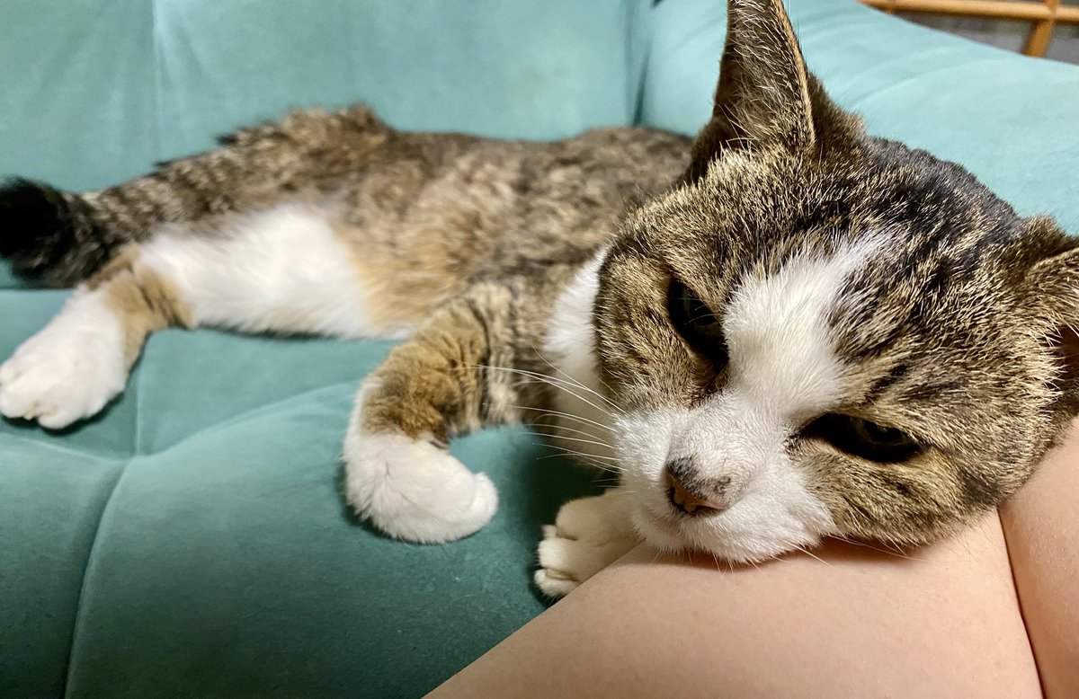 TLに流れて来たねこちゃんを見てつい「可愛い〜♡」って声に出して