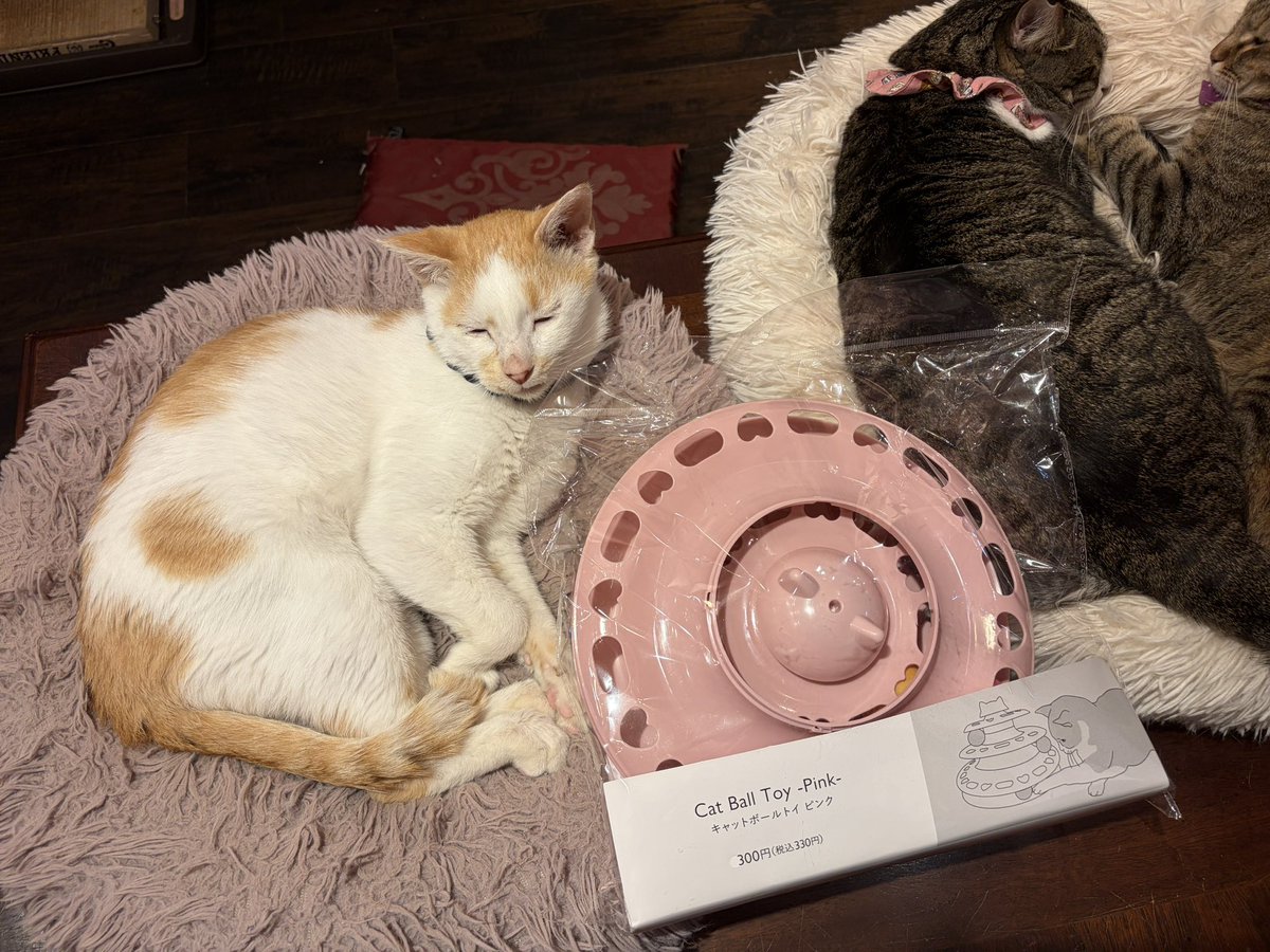 kamiitanyanko's tweet photo. 本日もご来店、ご支援品ありがとうございました🐱💖

後ろ足がピーンとしているみくさん🐾
のびーんとだらけてるムーチー😴
くっついて寝る黒猫はとちとえみるです🌟

明日もご来店お待ちしております🍀 https://t.co/WZvjyJJuks