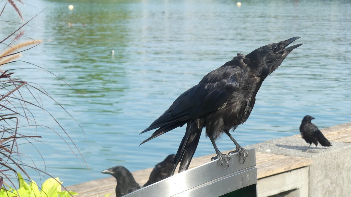 thebrewboy's tweet photo. Is someone pulling your tail feathers? https://t.co/0WnOykL3mH