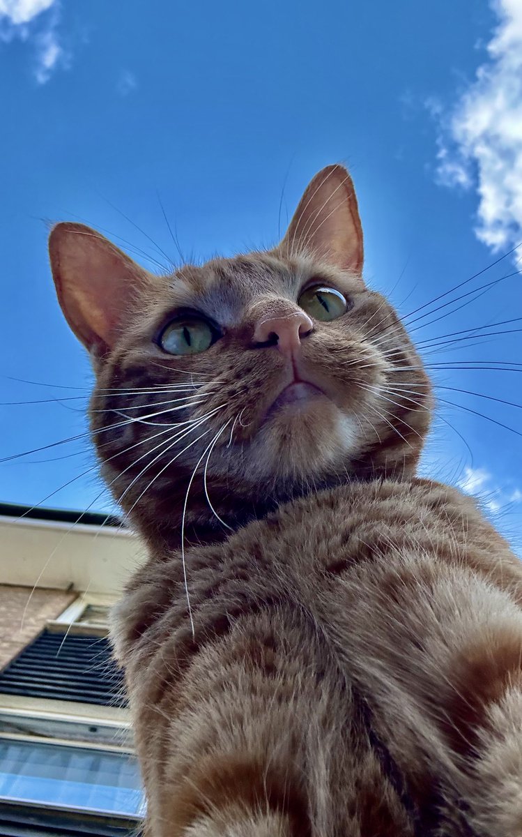 davidsupercat's tweet photo. #orangejim 😸 https://t.co/bz3lpS8OcQ