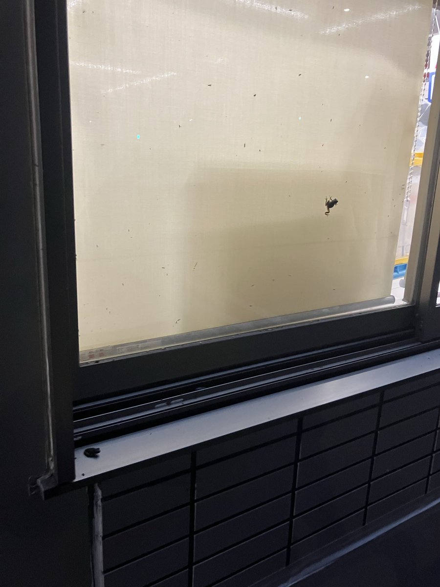 Dylan_4649's tweet photo. こんなに🐸ついてるローソン初めて見た https://t.co/tfM8xqR09e