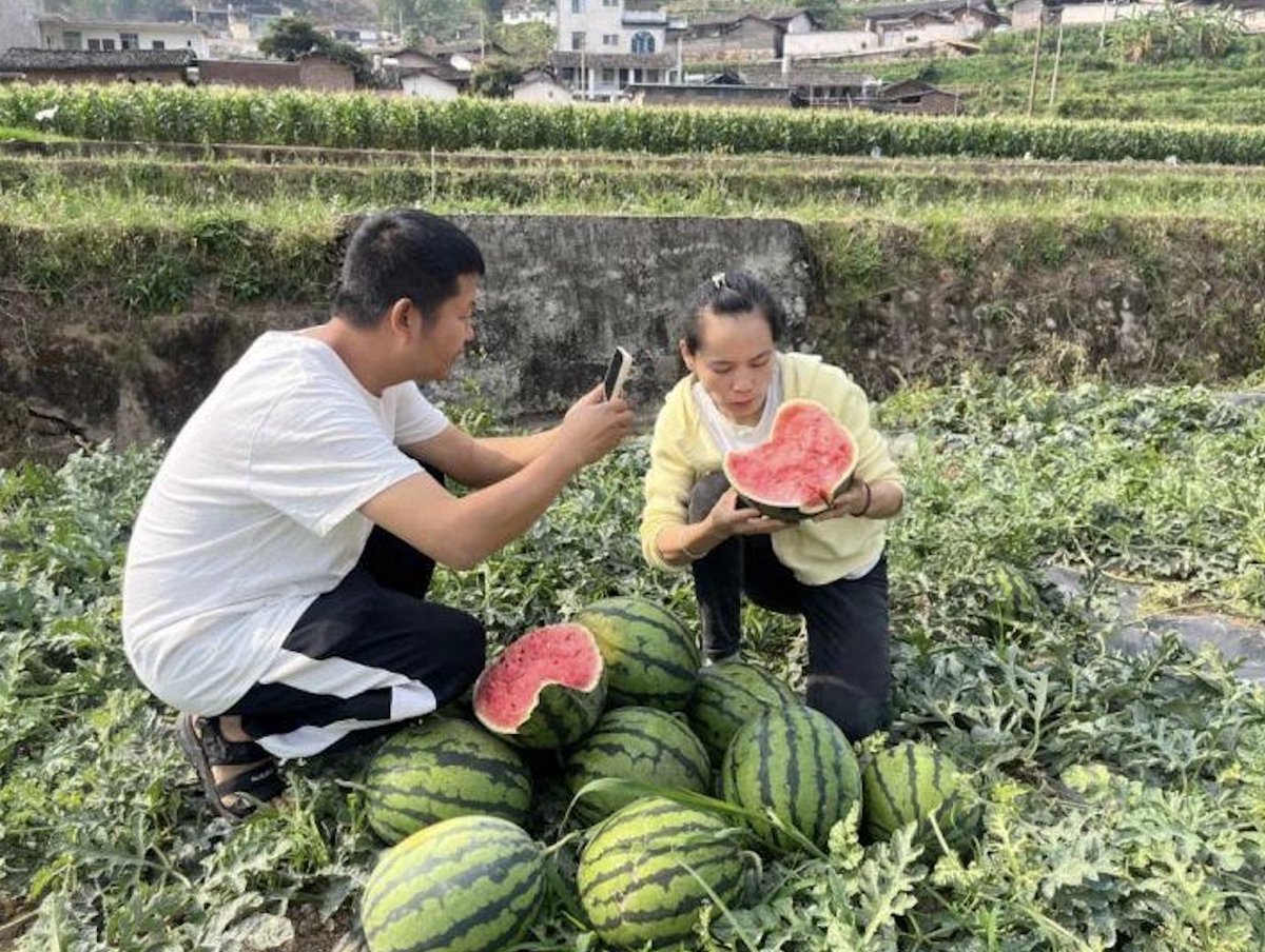 1094739811's tweet photo. 流量越大，良心就一定越大吗？

河南西瓜滞销，有瓜农反映，一些网红打着“助农”的旗号直播卖货，却把收购价压得极低。真正赚钱的，未必是辛苦种瓜的人，而是最会讲“助农故事”的人。

我最担心的不是有人赚了钱，而是大家的善意，最后成了收割流量的工具。

如果农民没有真正受益，这还算助农吗？ https://t.co/wwMTBnLI4c