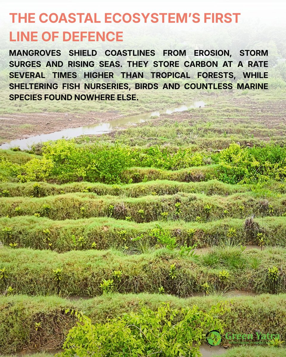 Greenyatra's tweet photo. This July 26, Green Yatra is spotlighting a forest that doesn’t grow on land.

With #BlueYatra, our flagship Coastal Ecosystem project, we’re working to restore the mangrove cover disappearing along India’s coastline.

FY 2025–2026 impact so far:

* 33.25 hectares under restoration
* 1,70,000 mangrove saplings restored
* Multiple active coastal restoration sites

Swipe through to see why these forests matter more than most people realise.

#Blue Yatra | A Mangrove Plantation, Conservation & Restoration Initiative by Green Yatra

18 years of knowing the difference.

#WorldMangroveDay #BlueYatra #GreenYatra #CoastalConservation #BlueCarbon #MangroveRestoration