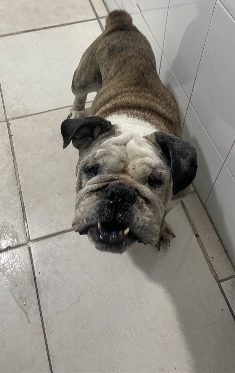 gllgina1's tweet photo. ACTUALIZACIÓN ELVIS‼️‼️  Elvis su ayer.. su hoy.. tiene infección por Ehrliquia, sus análisis muestran principalmente inflamación crónica, anemia y lesion hepatocelular secundaria normalmente reversible..                       Por lo pronto continuará con su tratamiento inicial. Incluyendo medicamentos oftalmológicos, en los ojos presenta uveitis( inflamación de capas internas del ojo), queratitis ( inflamación de la córnea) y sindrome de ojo seco si gustas apoyarlo es directo a la Veterinaria Mi Ranchito Gadyra.      4658285912285024
INBURSA
Yuridia Acedo
CASOS RESCATADOS-Elvis