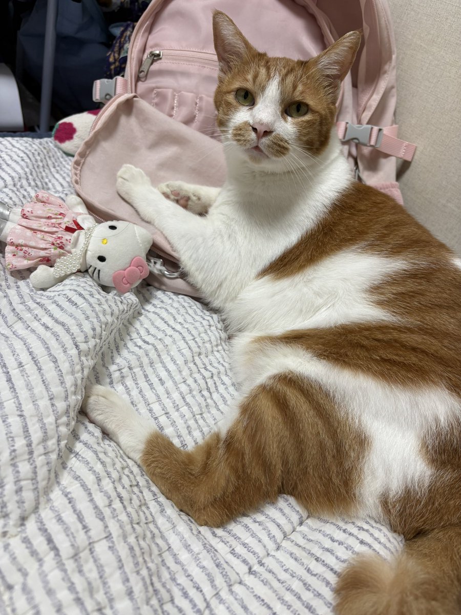 zerrovo's tweet photo. 마요 근황 https://t.co/iX2NKoj7dS
