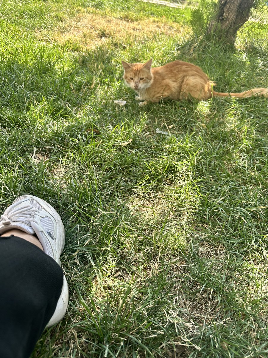eminaaado's tweet photo. Bunu biliyorum 🐾 https://t.co/h8jEcSJUSF