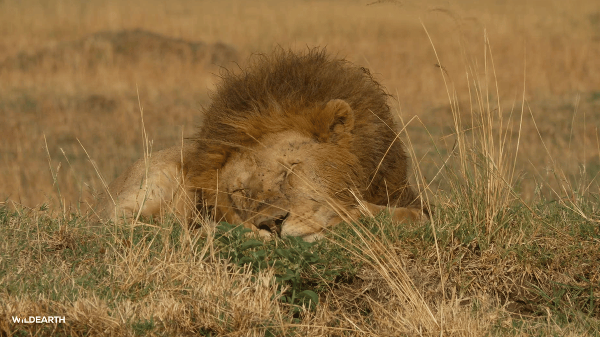 WildEarth's tweet photo. Let's have a magical Sunday Funday. Come and join us as we go on an adventure through the wild and see what we can find. Nadine is your director, and Amy is here to chat with you. #wildearth https://t.co/oiChWkznUl