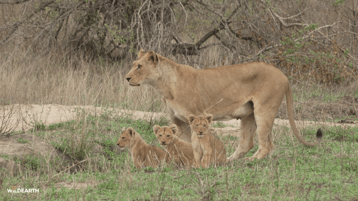 WildEarth's tweet photo. Let's have a magical Sunday Funday. Come and join us as we go on an adventure through the wild and see what we can find. Nadine is your director, and Amy is here to chat with you. #wildearth https://t.co/oiChWkznUl