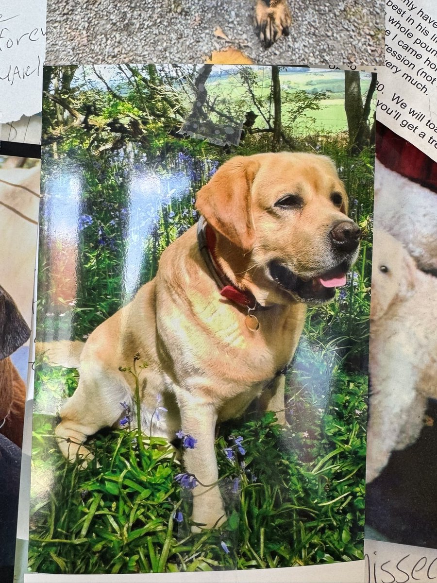 Albert and Bera 🐶🐕 Bert's Legacy 🌈 ❤️ tweet media