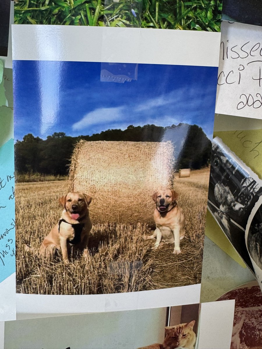 Albert and Bera 🐶🐕 Bert's Legacy 🌈 ❤️ tweet media