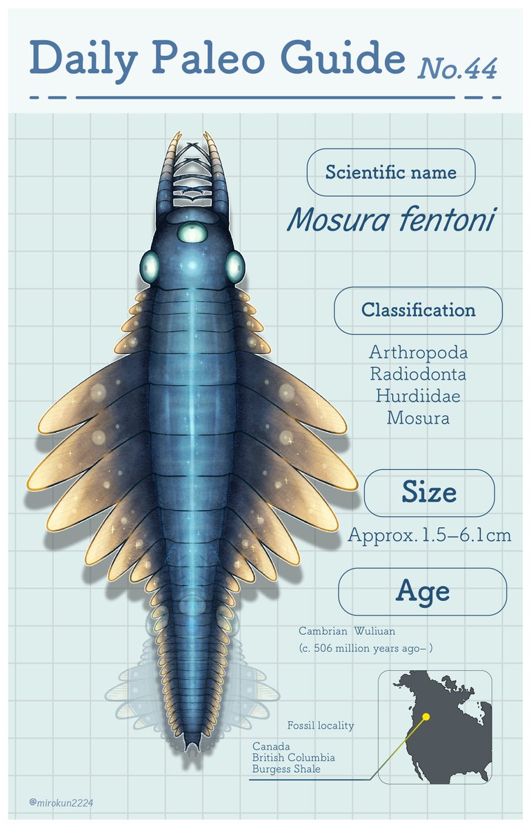 mirokunn2224's tweet photo. #Cambrian #illustration #paleoart #イラスト

A brand-new face described in 2025! This radiodont was named after the Japanese monster “Mothra” for its moth-like appearance! https://t.co/O2alpYMMR9