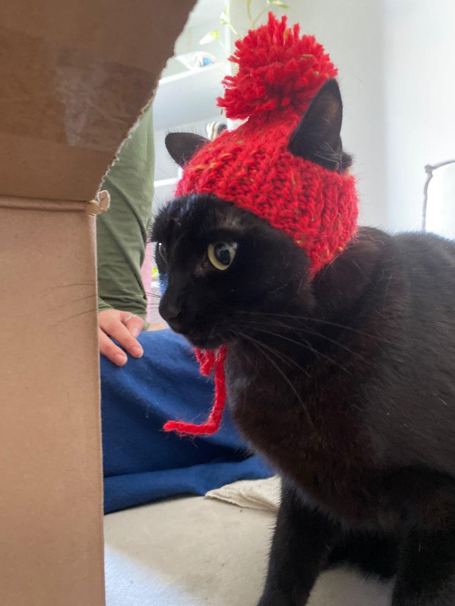 chatanafake's tweet photo. bom dia minha mae fez roupa de tricô pros gatos https://t.co/9ZgEzz2RQz