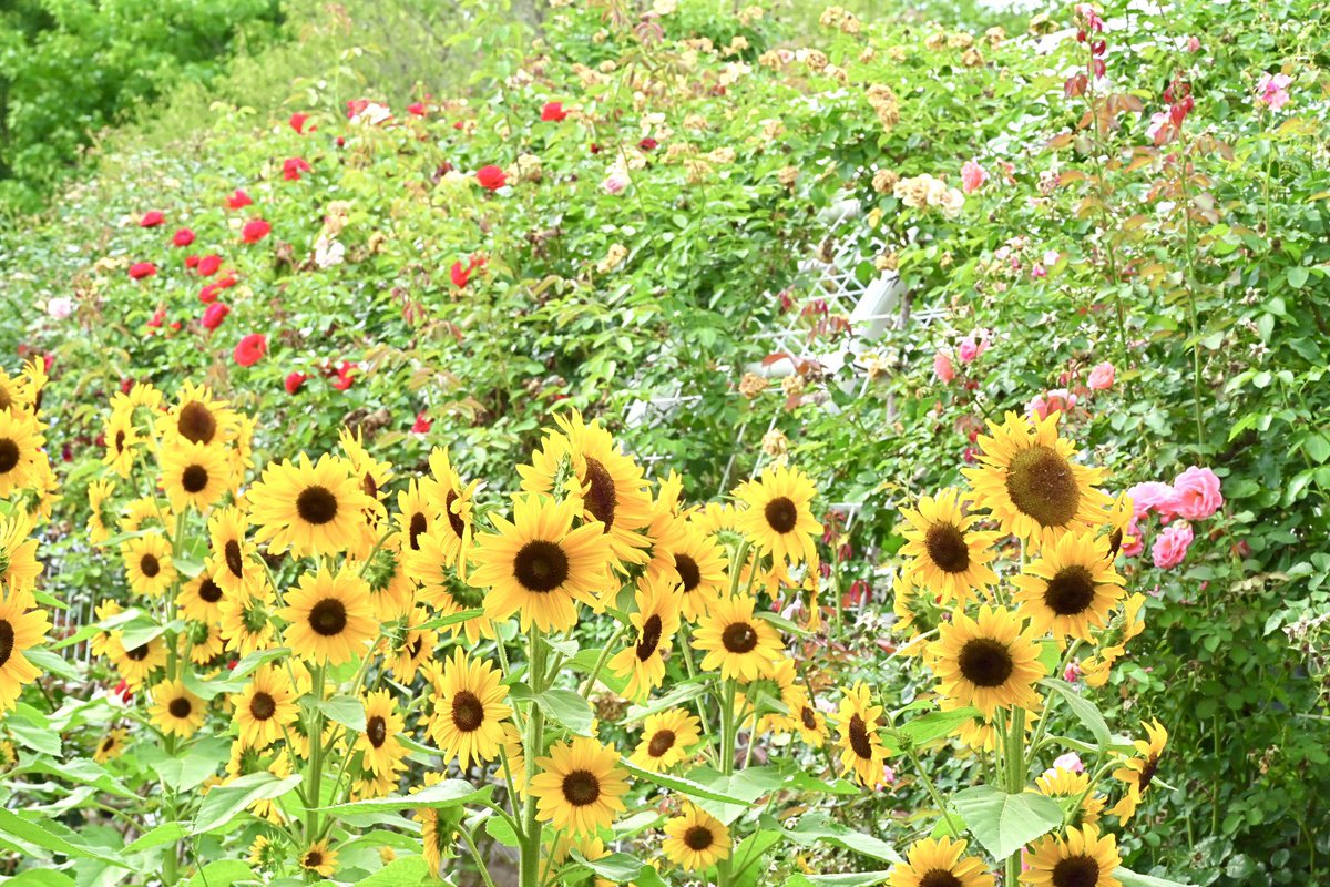 gane_peko's tweet photo. 薔薇との共演ヒマワリ🌻🌹
#ハーブ庭園旅日記
#ハーブ庭園勝沼 https://t.co/jD22APkvWT
