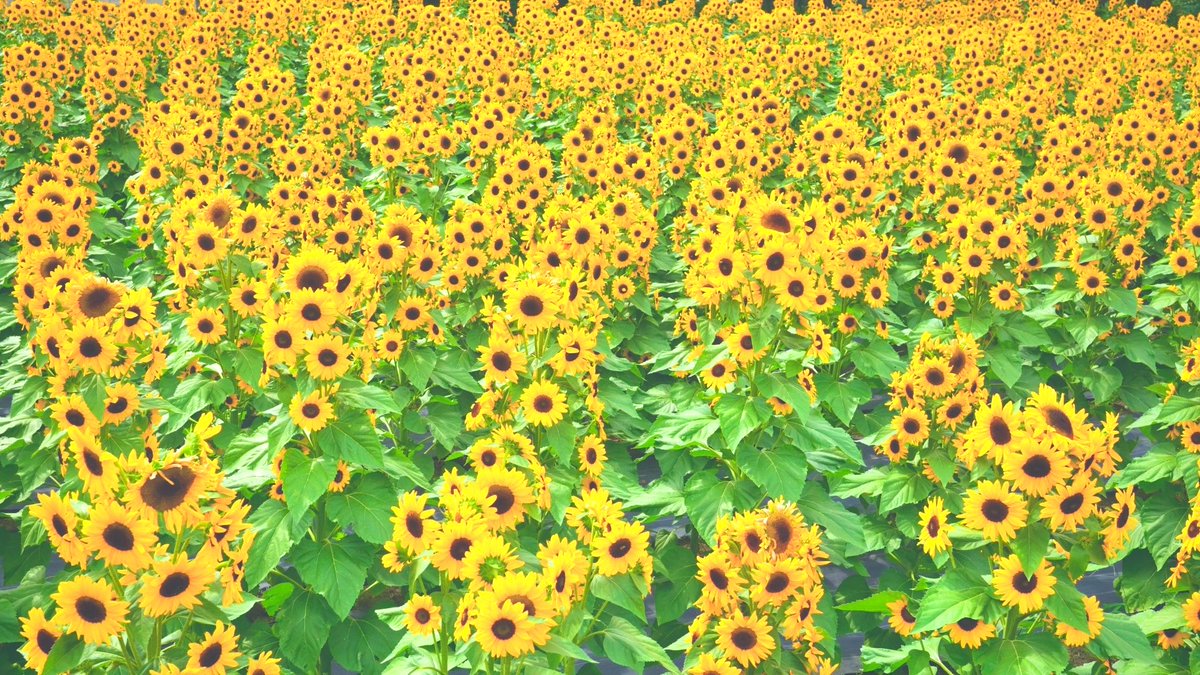 gane_peko's tweet photo. 薔薇との共演ヒマワリ🌻🌹
#ハーブ庭園旅日記
#ハーブ庭園勝沼 https://t.co/jD22APkvWT
