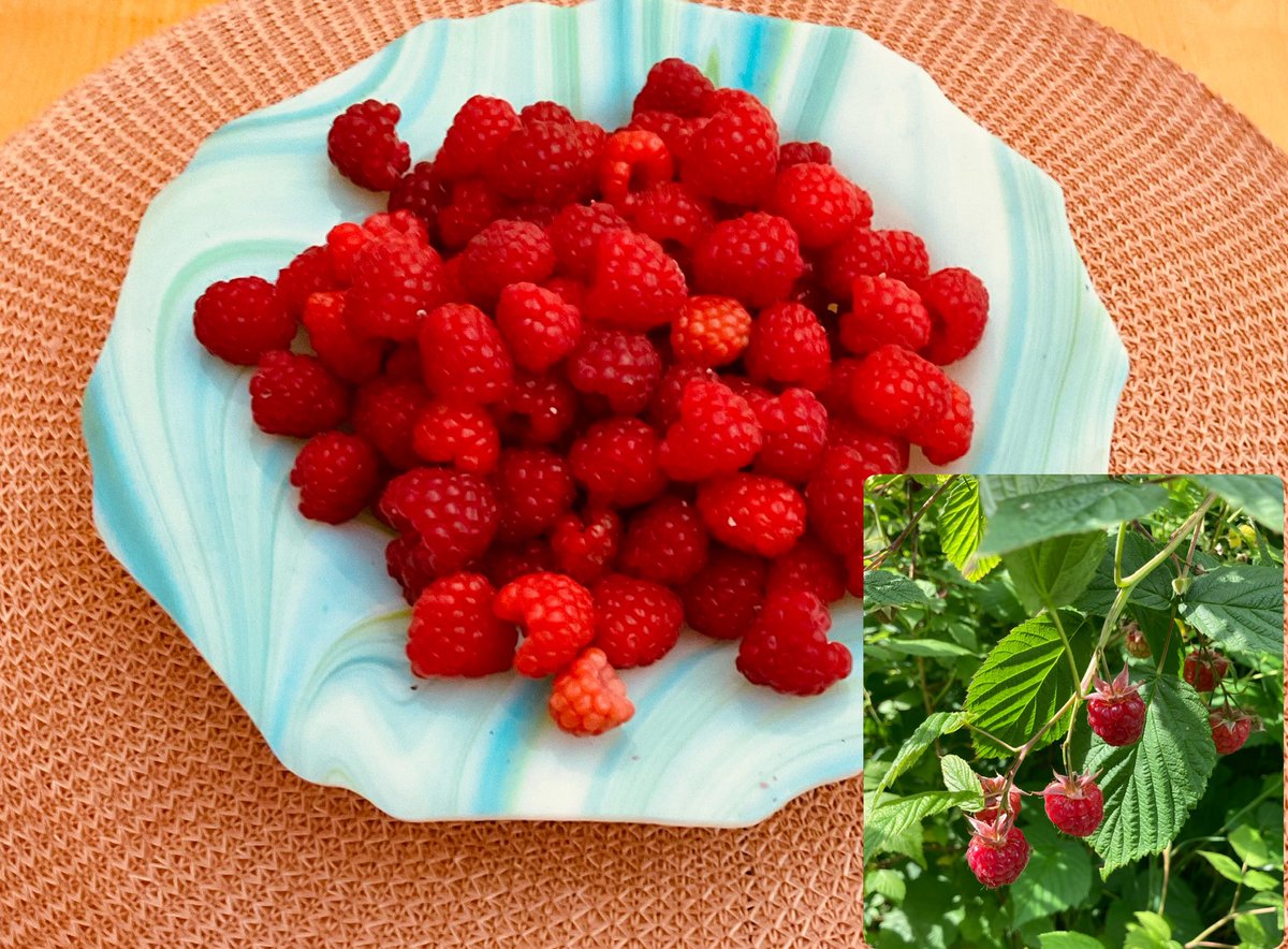 maina258's tweet photo. @cathbertrand5 C’est le temps des framboises! 
BDC en Gaspésie https://t.co/wFT3UX4wkx
