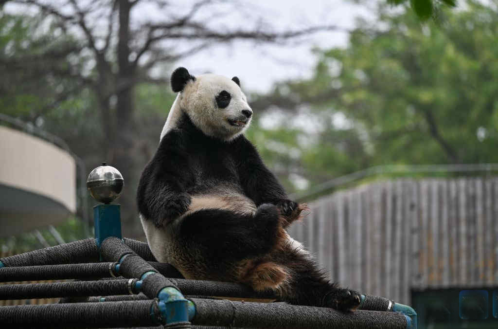 thandojo's tweet photo. Giant #panda Xi Le celebrates 13th #birthday at Tianjin #Zoo, #China https://t.co/cGdANUCknh