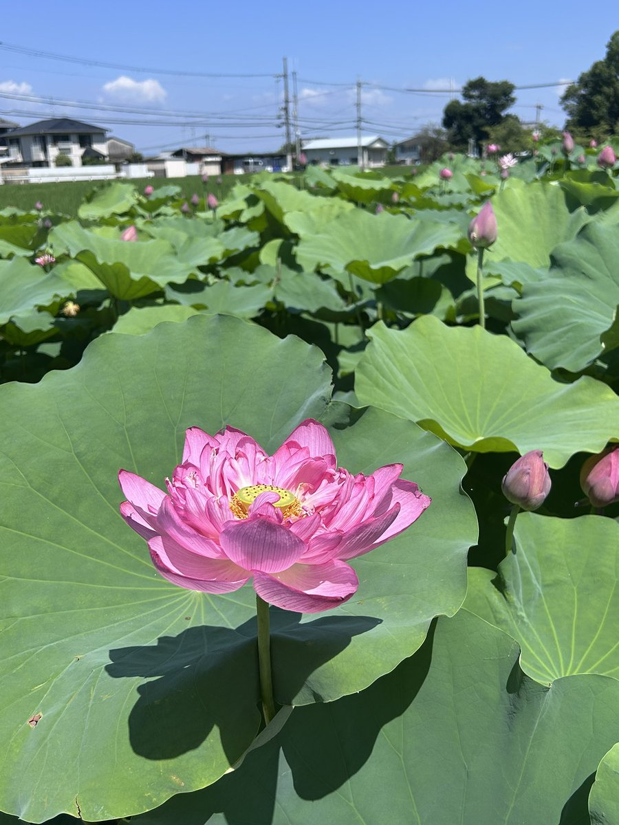 fioretomoco's tweet photo. 天香具山付近を昨日散策しましたがこの時期ハナハスが見頃で本当に良い処でした。

飛鳥・藤原の宮都
世界文化遺産登録されましたね https://t.co/eafiX86T0t