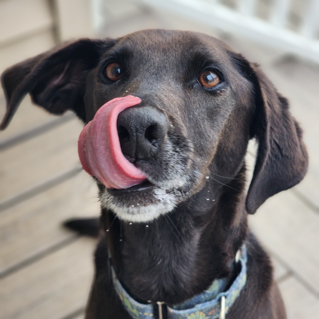 AnimalLeague's tweet photo. 💔 Max has spent more than half his life waiting for a second chance.

When Max (#LA0003) was just a puppy, he was adopted, only to be heartbreakingly returned five months later because he had "too much energy." That was more than four and a half years ago... and now, at 6 years old, Max is still waiting for someone to see the incredible dog he's become.

When Max first arrived, he was timid and unsure of the world around him. But thanks to the patience, training, and dedication of our staff, he's blossomed into a loyal, loving Labrador/Hound mix who has learned to trust and is ready to give his whole heart to the right person.

Max is happiest when he's stretching his legs, exploring, and then curling up beside his favorite human after a day of adventure. He's looking for an experienced adopter who can continue building his confidence, with a large fenced-in yard where he can run, play, and simply be a dog. Max would do best as the only pet in an adult-only home.

Every day, Max watches other dogs leave for their forever homes, wondering when it will finally be his turn.

We know his person is out there. Maybe they just haven't met him yet.

For more information on Max, please email RachelH@animalleague.org or come our Port Washington, NY Adoption Center and see why everyone who knows him believes he's worth the wait. His forever family could be just one visit away. 💛🐾

#AdoptMax #AdoptDontShop #RescueDog #SecondChance #AdoptLove