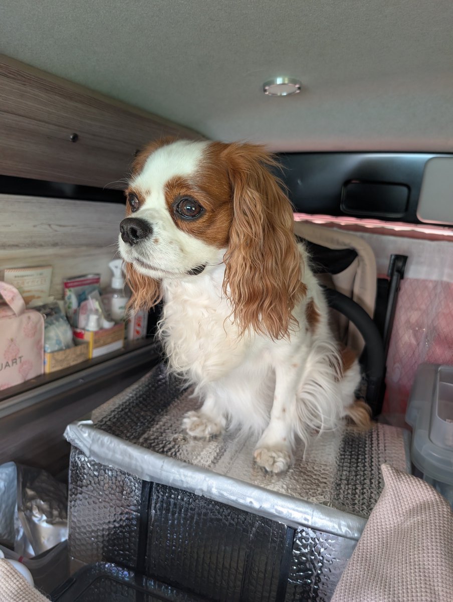 choco_cavalier's tweet photo. 助手席から後ろへ行ったはずの
チョコちゃんがいないと思ったら、
ママがせっせと魔改造wした、
クーラーボックスの上にちょこんと座ってた😅
なぜそこに？💦 https://t.co/BNLmbOBvwI