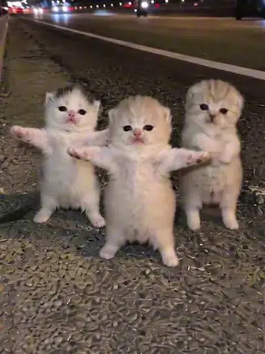 bakardisol's tweet photo. The 3 Dancing Kittens have been the most viral cats on tiktok and X
constantly popping up on everyones feeds

they as a group have no official name.
with salary cat running, dancing kittens are as viral if not more.

https://t.co/x81xaBQ9fz

https://t.co/3qUVePsOO1

https://t.co/egRCMwwyxL

https://t.co/58h1etGOLJ

https://t.co/6Tc6FvJ5QI

https://t.co/F8BAJ3VWfO
+many more on tt

x
https://t.co/zXgZeXI4J5
https://t.co/Mhds10T9qj