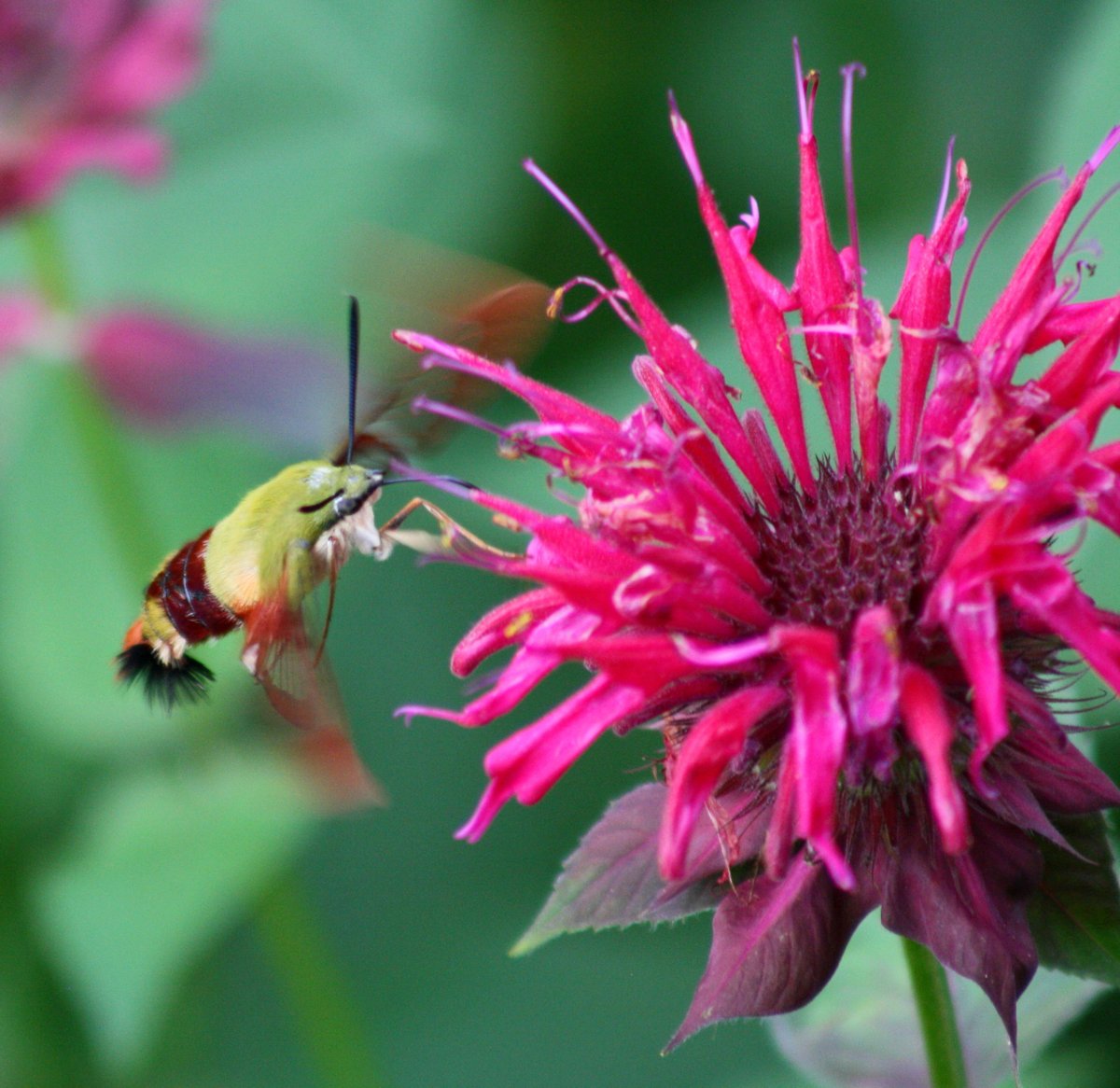 National Wildlife Federation tweet media