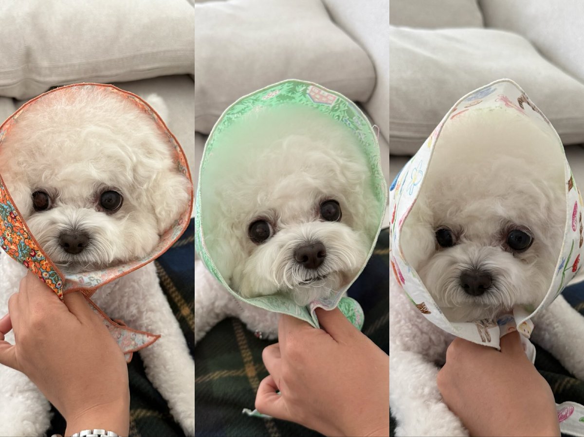 Emma__0070's tweet photo. Bought 3 cute bandanas from a prop shop and tried them on my puppy!🐶 

Isn’t she literally the cutest thing ever? 🥹 
Which look is your favorite? 
Orange🍊green🍃 or white🫧?

#DogStagram 
#PuppyLove
#CuteDog
#DailyLife https://t.co/8NArvbnz31