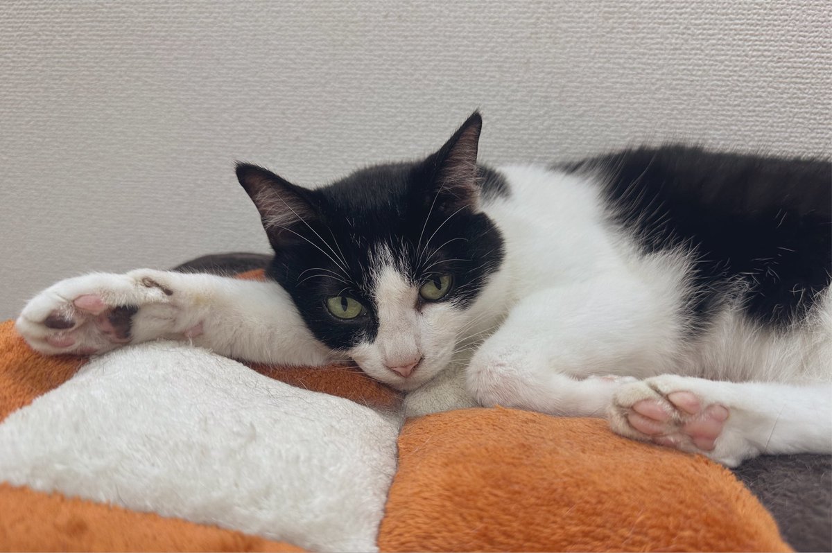 a____yn's tweet photo. ちいこいバリカン使ってみた！なかなかよいのでは☺️すぐ逃亡しようとするからキレイには出来なかったけど肉球見えないくらいだったのに比べたら上出来🐾😸 https://t.co/o5AeZ6uc0R