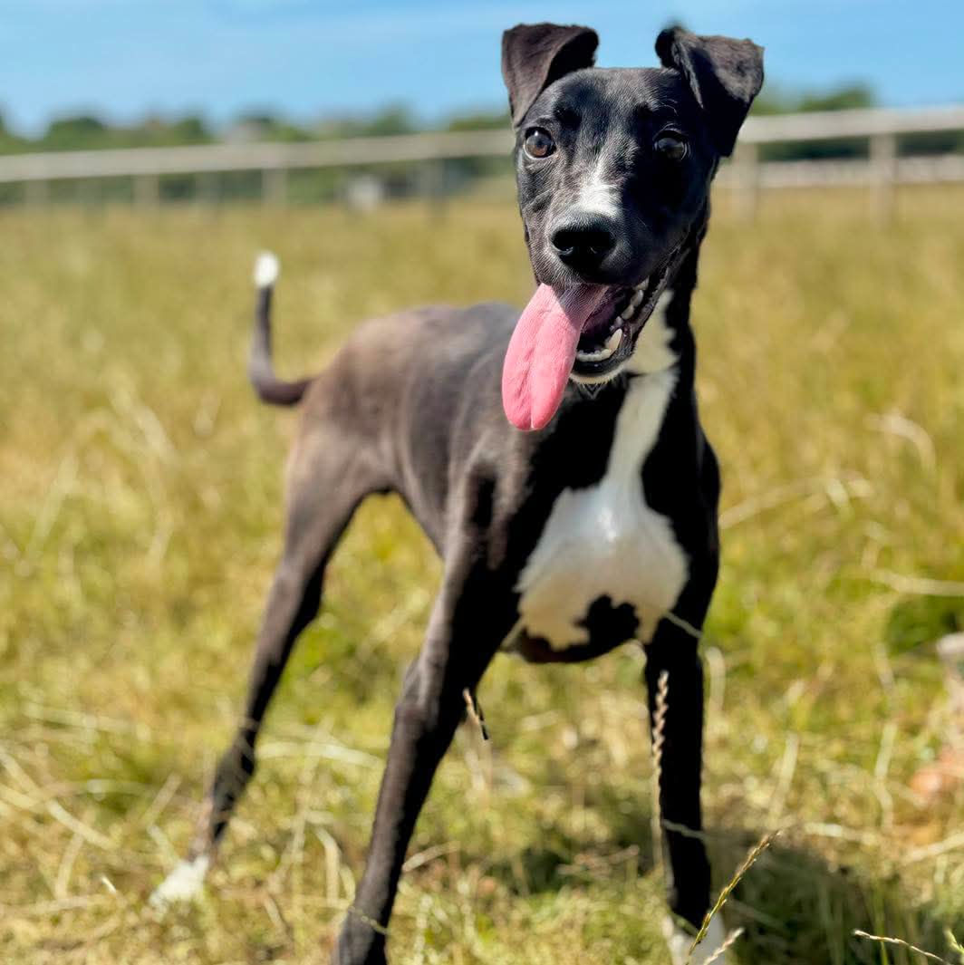 team_greenacres's tweet photo. 🏡A Very Special Foster Home Needed In #Pembrokeshire - Please Read The Post Carefully🏡

Meet Dewi, please take a few moments to read his story

When Dewi, a beautiful young Lurcher (under 1 years old), arrived as a stray, he was desperately underweight. Sadly, while this isn’t unusual, what followed wasn’t what we expected

Despite a carefully managed feeding programme & close monitoring, Dewi simply wasn’t improving. As we got to know this sweet young lad, it became clear that something much more serious was going on

After several Veterinary visits, including one day when he became particularly unwell, Dewi was diagnosed with a serious meningitis-type infection

Our Vets gave us two options: let him go peacefully or commit to a long, intensive treatment programme with a guarded prognosis

When Dewi feels well, he is exactly what a young Lurcher should be —cheeky, affectionate, mischievous & full of life. We simply couldn’t give up on him without giving him every chance

Alongside this, Dewi is also battling digestive problems which require ongoing dietary & medical management. Poor lad really does deserve a break

We are currently managing his care in kennels but the reality is that his treatment will last at least nine months & quite possibly over a year. Even then, his future cannot be guaranteed. We hope with everything we have that he’ll make a slow but full recovery. We have to be honest that there are no promises

🏡That is why we are searching for an exceptional foster home🏡

🏡We need someone who is patient, compassionate & understands that this will be a challenging journey. There will be ups & downs but there is also the opportunity to completely change the life of a young dog who deserves every chance

🐶Dewi absolutely loves other dogs & would thrive with canine companionship

🐶He is kind, gentle, playful & has so much love to give

🏥Greenacres Rescue will remain fully responsible for all of Dewi’s Veterinary treatment & medical costs throughout his foster placement

What we need is:

🏡A foster home within Pembrokeshire

🏡A patient, committed person or family who understands this is a longterm foster with an uncertain outcome

🏡Someone willing to give Dewi the love, comfort & stability that simply can’t be replicated in kennels

🏡Someone able to transport Dewi to appointments at @FentonVets Haverfordwest

We completely understand that this won’t be the right placement for most people & that’s okay. It is a massive commitment & we appreciate how much we’re asking

But if we don’t ask, we’ll never know if Dewi’s perfect person is out there

If you genuinely feel you could offer Dewi the foster home he so desperately needs, please email: 

📧team@greenacresrescue.org.uk 

With your:
 
🏷name
🏡address
☎️contact no.

A member of our team will give you a call to discuss the placement in more detail

🔁If fostering isn’t possible for you, please help us by sharing this post🔁

🙏Together, we might just find the one special home that can give Dewi the chance he deserves🙏

#teamgreenacres #rescue #k9hour #rehomehour #teamzay #StrongerTogether #ittakesavillage #teamworkmakesthedreamwork #wales
