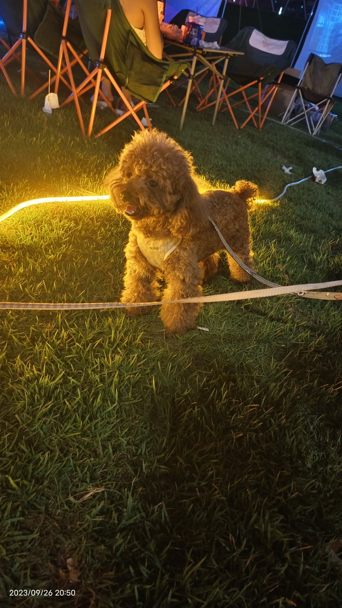 Deepankshishar1's tweet photo. My little pup just took his first tiny step today  Every small win with my fur baby feels like magic—loving this journey of watching him grow! https://t.co/FNgwHTfGfA