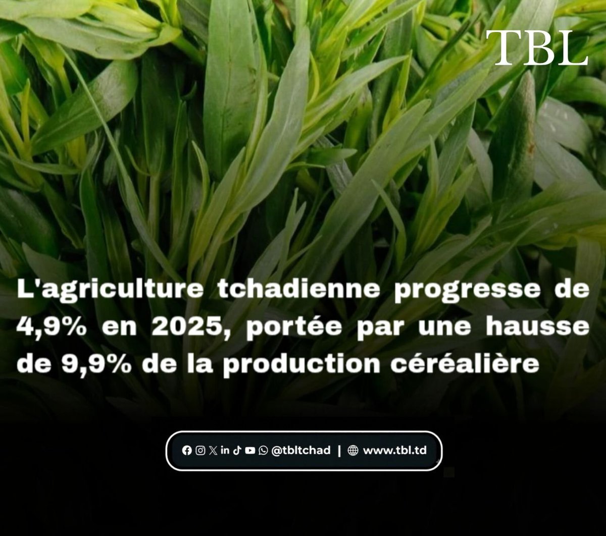 TBL tweet media