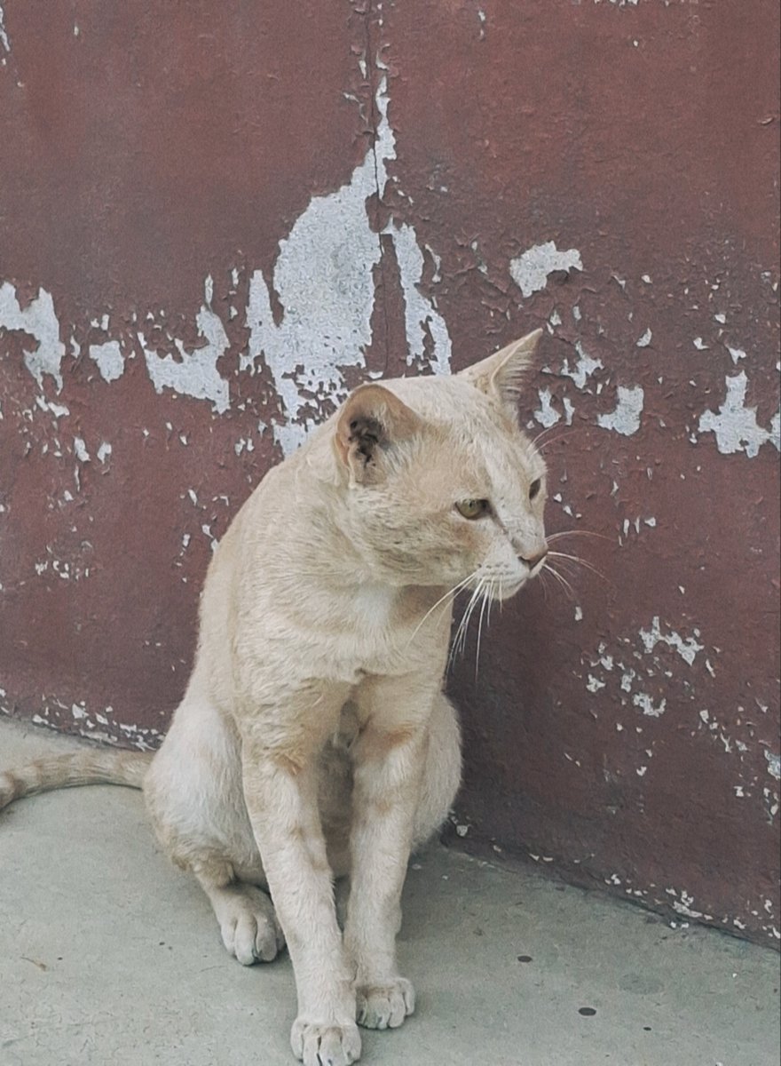 F_fararame's tweet photo. รีโนเวทจากแมวผอมๆ เป็นแมวอ้วนปุ๊ก เป็นพี่ดาราเลยคับผม😻 https://t.co/XsS3M4OCeS