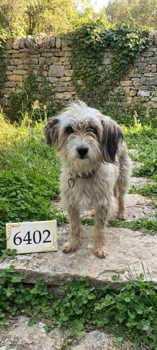 minkominkom's tweet photo. Lazarus'u ve daha önceki barınak bebelerini teslim ettiğimiz pansiyonda birkaç köpek öküsürüyormuş bu yüzden de biraz endişelenmişler haliyle kısa bir karantina dönemindeler. Bu yüzden barınaktan başka bir köpek kabul edemeyeceklerini söylediler. Eskişehir'de bir tane daha pansiyon var o da neredeyse üç katı fiyat söyledi.

Bu yüzden barınaktan çıkaracağımız terrier için günlerdir başka çözümler aradık en son Ankara'da uygun fiyatlı bir pansiyon bulduk. Esra eve döndükten sonra salı ya da çarşamba en geç bu çocuğu barınaktan çıkarıp aracımızla Ankara'ya pansiyona götüreceğiz oradan yuva arayacağız. Ankara'da ben yuva olurum diyen olursa direkt eve teslim de yaparım seve seve.

Barınaktan çıkardıktan sonra detaylı bir veteriner testi yaptırdıktan sonra götüreceğiz Ankara'ya. Çıkardığımız diğer barınak çocuklarında hiçbir sorun çıkmadı ama yine de emin olmak istiyoruz. Veteriner, mama ve tasma, ulaşım ve konaklaması için kendimizce bir bütçe oluşturduk. Siz de bu bütçeye katkıda bulunmak isterseniz seve seve kabul edeceğiz. Bir süre muhtemelen barınaktan çıkaracağımız çocukları böyle Ankara'ya götüreceğiz. Korkmayacağımız bir bütçe olsun istiyoruz elimizde. Şimdiden çok teşekkür ederim. Destek olmak isterseniz bana mesaj atabilirsiniz.