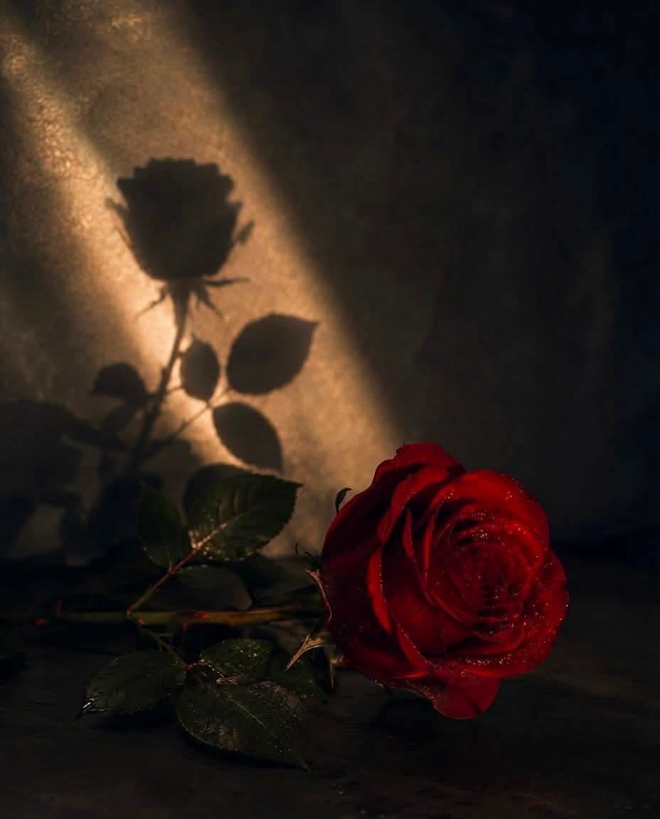 tankhillun's tweet photo. Өөртөө эелдэг ханд. Чиний өөртэйгөө харилцах харилцаа бол насан туршийнх🌹 https://t.co/6qyWD2Y31Z